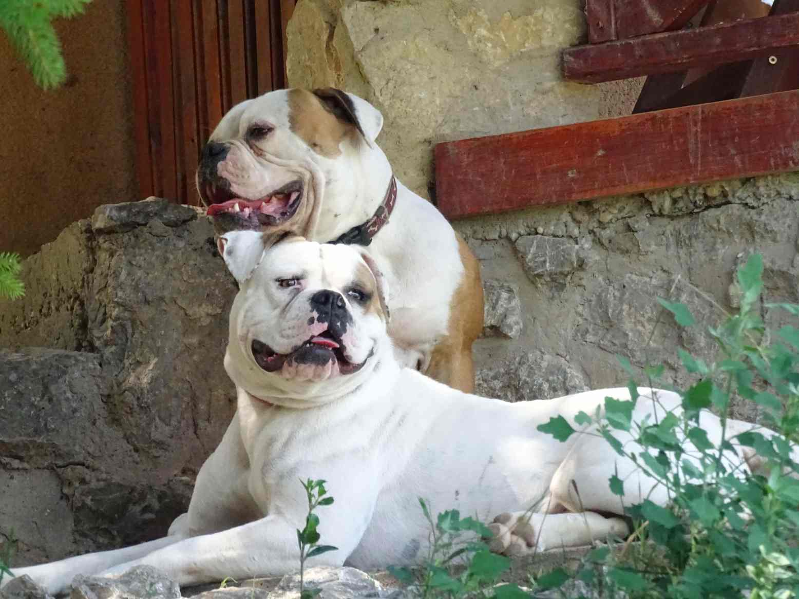 American Bulldog Kennel