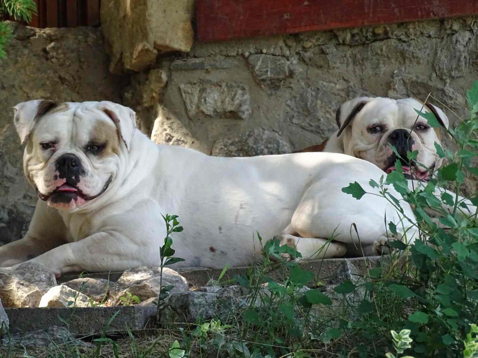 American Bulldog Kennel