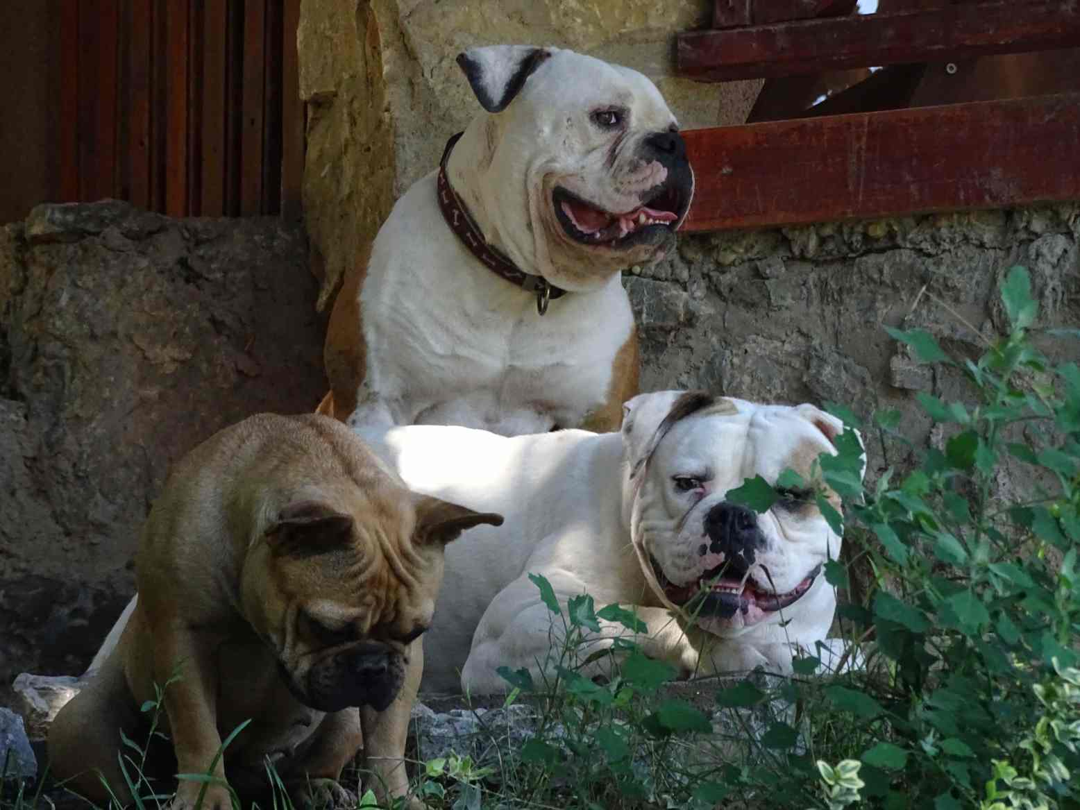 American Bulldog Kennel