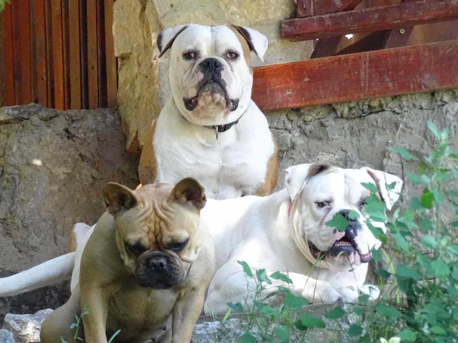 American Bulldog Kennel