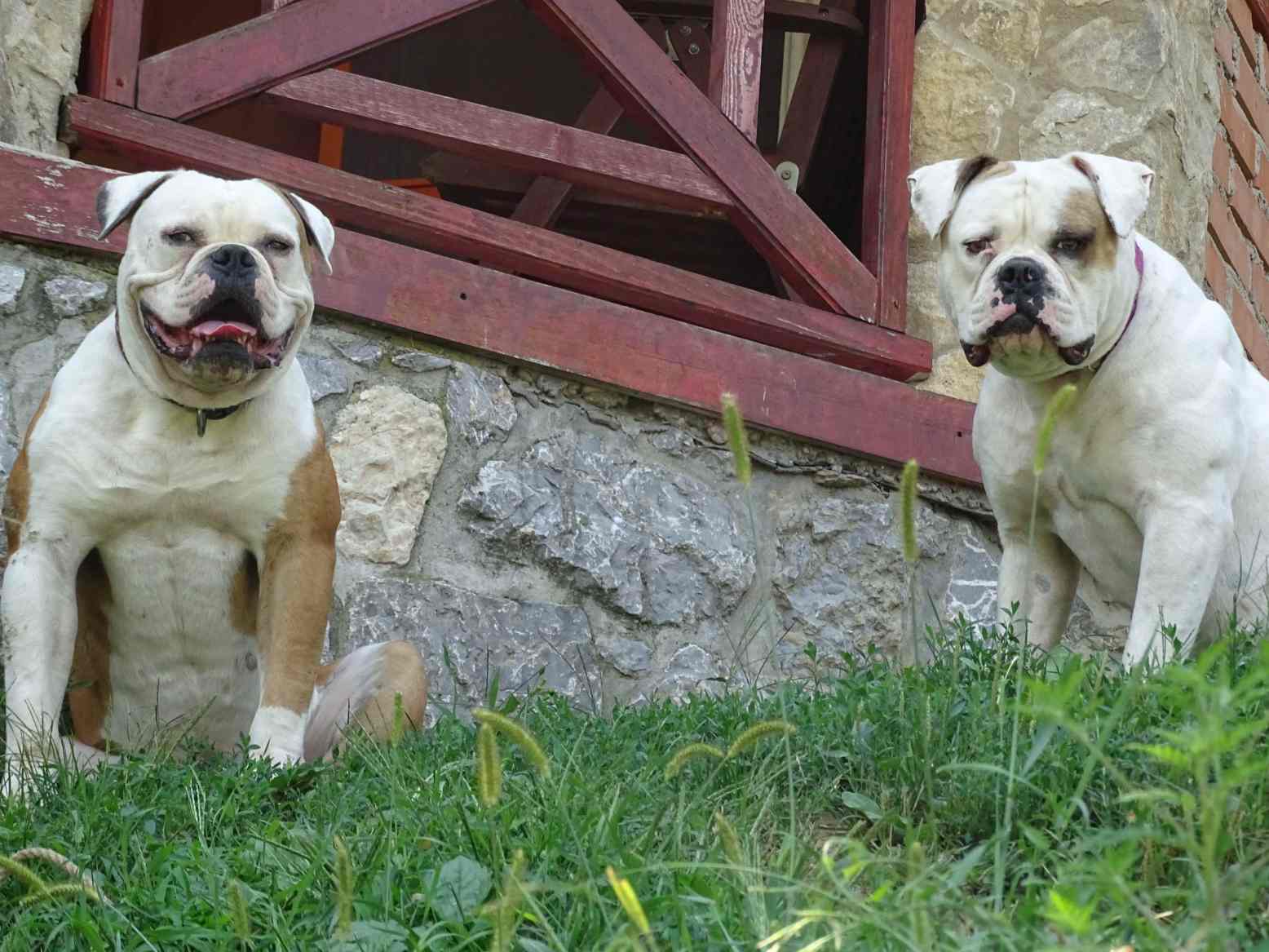 American Bulldog Kennel